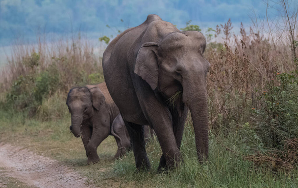 Manada de elefantes asiáticos incluyendo cría en el Parque Nacional Jim Corbett, India
 - Foto, imagen