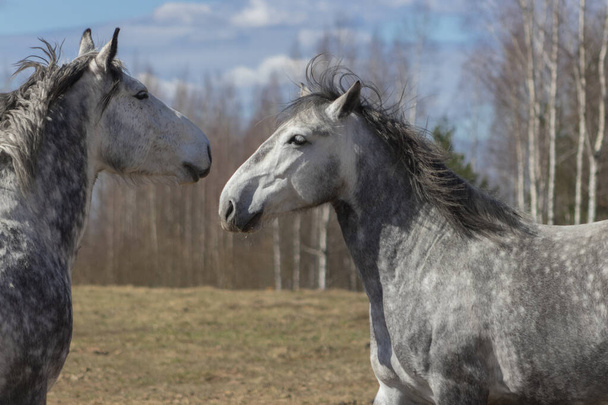 Conhecimento de dois cavalos cinzentos no pasto no dia ensolarado da primavera
.  - Foto, Imagem