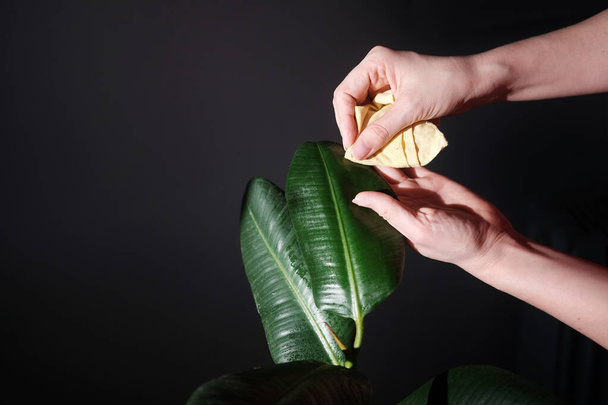care and clean for plants and flowers. Close up of woman gardener wiping dust from monstera leaves - 写真・画像