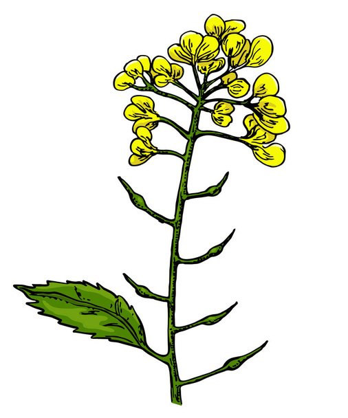 Mustard plant branch vector drawing. Botanical flower illustration. Vintage hand drawn spice sketch. Herbal seasoning ingredient, culinary and cooking flavor. - Вектор,изображение