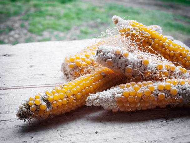 Pop corn cobs - Photo, Image