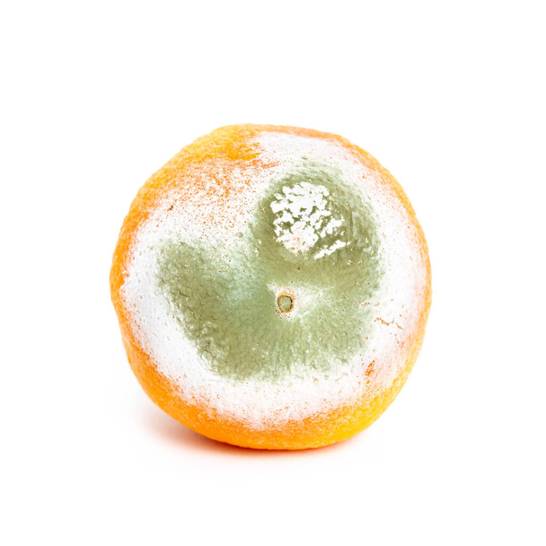 Arancio marcio ammuffito isolato su sfondo bianco
 - Foto, immagini
