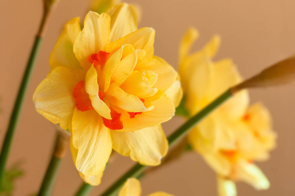 Narcisos amarillos en un jarrón. Ramo de flores de primavera. Decoración del hogar. Fondo amarillo
. - Foto, imagen