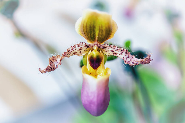 Gyönyörű orchidea virág természetes háttérrel - Fotó, kép