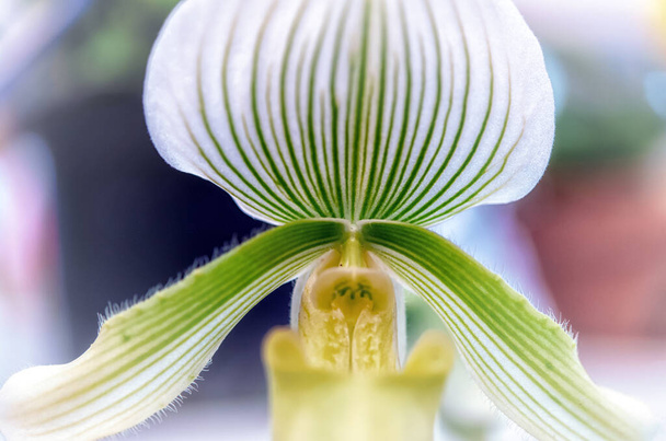 Krásná orchidej květina s přírodním pozadím - Fotografie, Obrázek