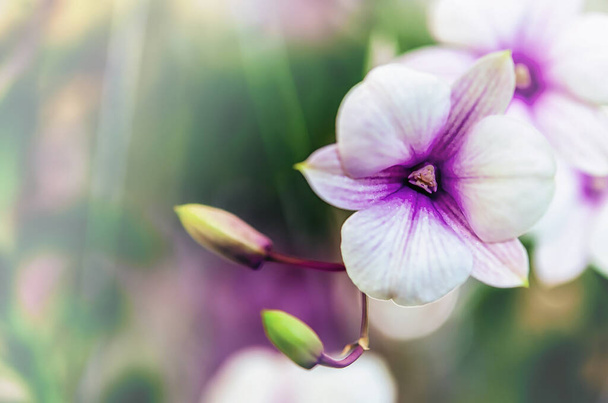Belle fleur d'orchidée avec fond naturel - Photo, image
