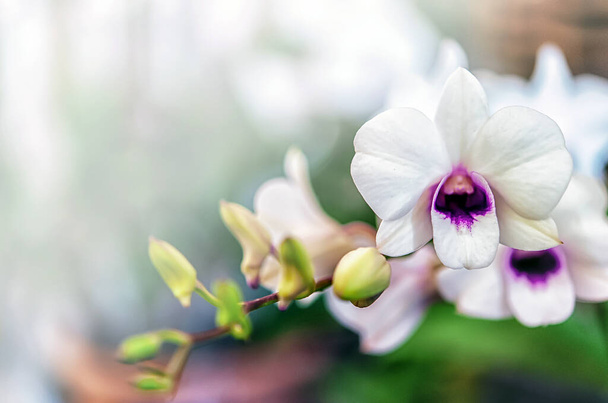 Krásná orchidej květina s přírodním pozadím - Fotografie, Obrázek