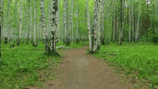 昼光の中の白樺林緑道 - 映像、動画