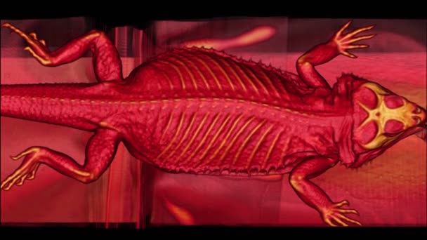 Röntgen-CT eines Bartdrachen-Reptils - Filmmaterial, Video