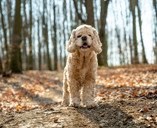 Old American cocker spaniel in autumn park - Photo, Image