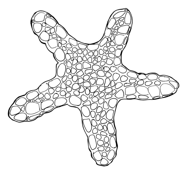 Sea star. Coloring book for children and adults. Beautiful drawings with patterns and small details. For anti-stress and children s coloring, emblems or tattoos. - Vector, Image