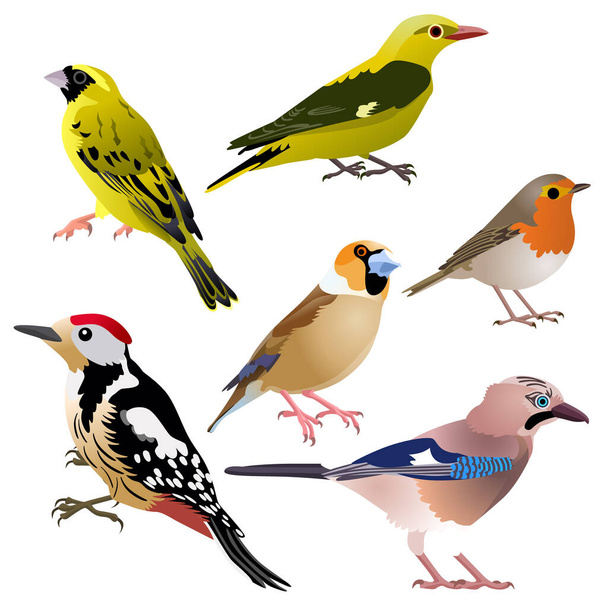 Aves europeas comunes como el pájaro carpintero, el jay, el halcón, la serina, el oropel dorado y el petirrojo están sentados
 - Vector, imagen