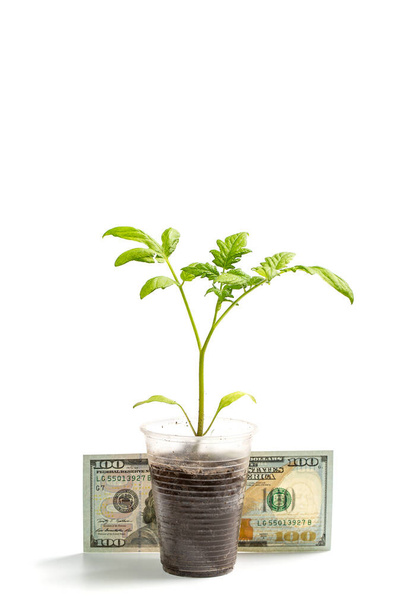 Groene jonge spruiten in een plastic beker en honderd dollar naast een witte achtergrond - Foto, afbeelding