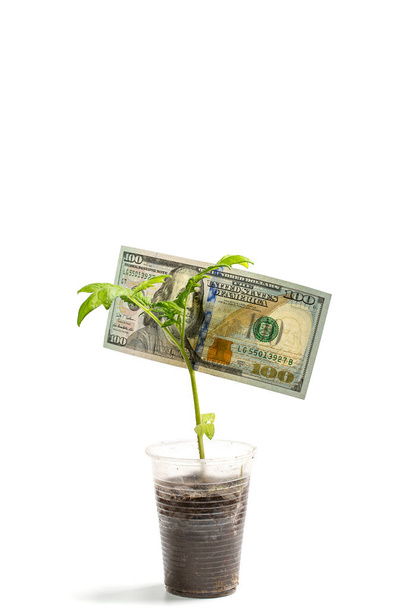 Jeunes pousses vertes dans une tasse en plastique et cent dollars à côté d'un fond blanc
 - Photo, image