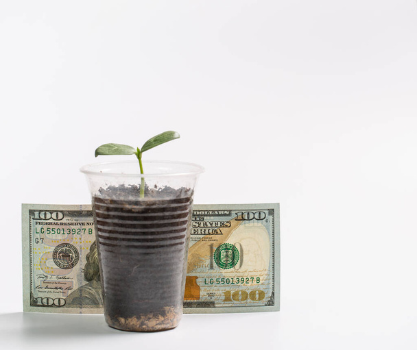 Зеленые молодые ростки в пластиковой чашке и сто долларов рядом с белым фоном
 - Фото, изображение