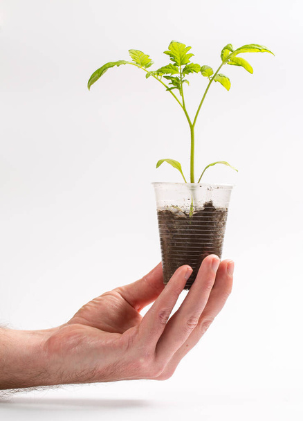 A man holds in his hand a sprout that grows in a plastic cup on a white background - Foto, Imagen