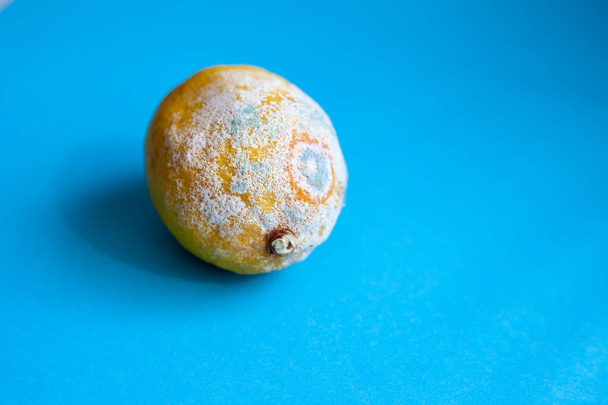 Moldy lemon on a blue background. Botulism spores on spoiled fruit. Rotten lemon. Spoiled, expired product on isolated background with place for text. - Foto, afbeelding