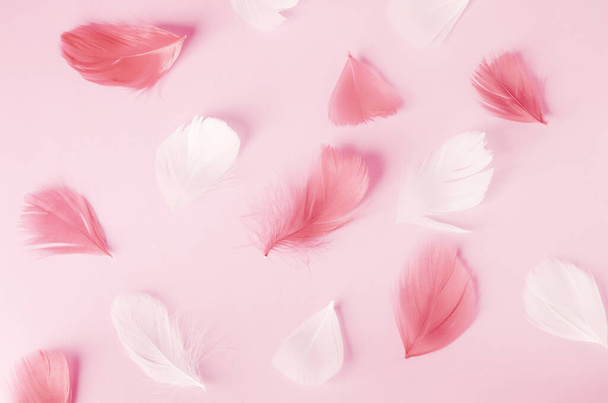 Pink and white feathers pattern on pink background with soft vintage tone - Foto, Bild