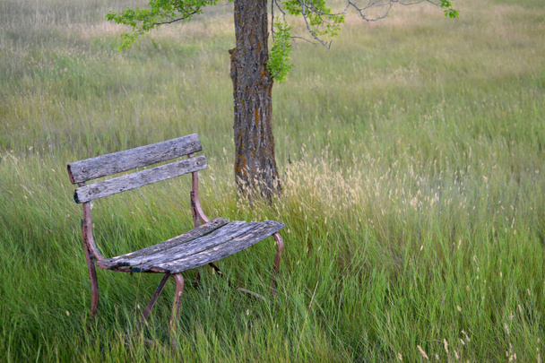 ラスティは高い草の中に古いベンチを放棄. - 写真・画像