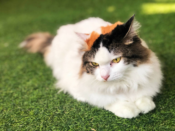 Bílo-hnědé perské kočičí čistokrevné kočky se cítí nudně a leží na umělém trávníku s nadýchanou chlupatou kožešinovou kůží koťátko, žluté jasné krásné kočičí oči. zvíře divoká zvěř kočka milovník koncept. - Fotografie, Obrázek