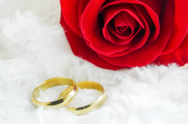 Close up of couple golden rings with red rose flower on white fur fabric background - Photo, Image