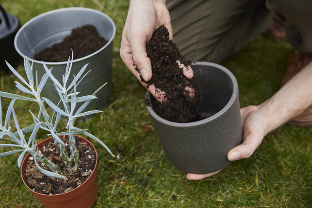 model pours the soil into the pot with your hands. Man hands transplanting plant a into a new pot. replanting plants in the garden. Selective focus, soil in motion. - Photo, Image