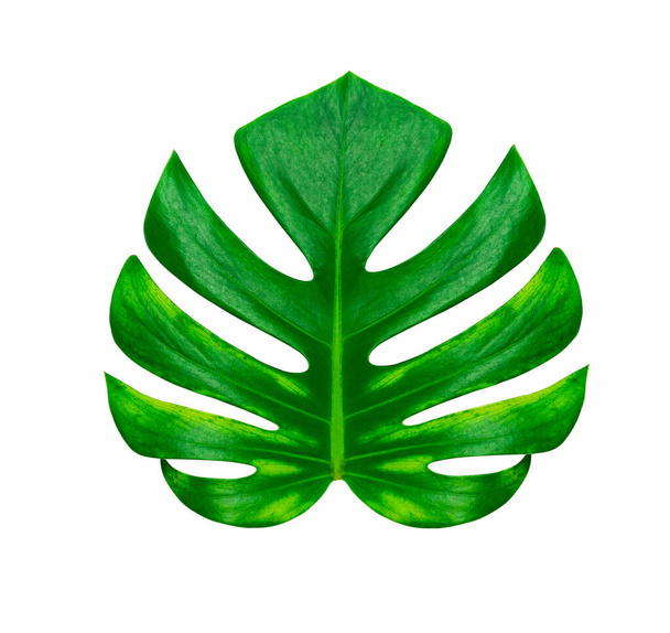 Green tropical leaf isolated on white background with clipping path - Photo, Image