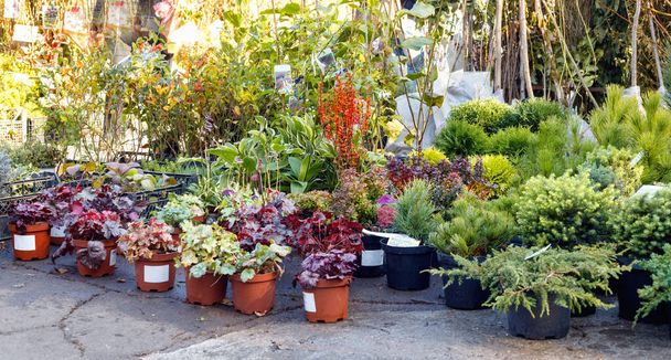 Many black pots with soil and seedlings of coniferous trees  at market stall.  Fair outdoor. - Φωτογραφία, εικόνα