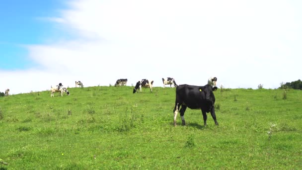 Stado krów mlecznych wypasających się na zielonym polu w słoneczny letni dzień - Materiał filmowy, wideo