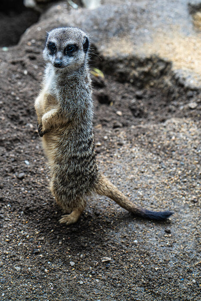 Suricata cute guardian of family well-being - Photo, Image