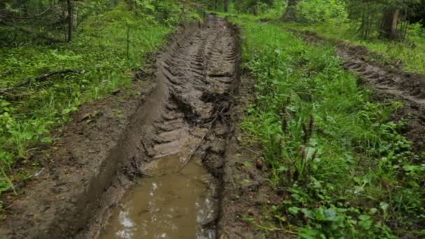 Deep-rutted forest road in summer - Footage, Video