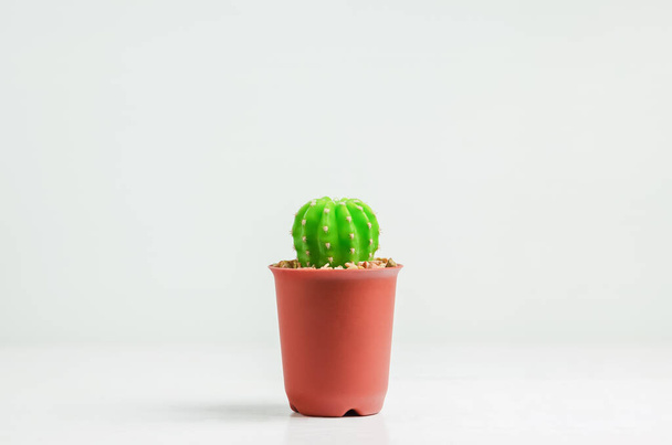Small cactus at brown flowerpot on white background, different size of cactus - Foto, imagen