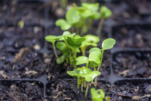 Растения редьки (вид Raphanus raphanistrum) в плодородной почве подноса для проращивания, после 6 дней посева и выращивания в естественных органических условиях. - Фото, изображение