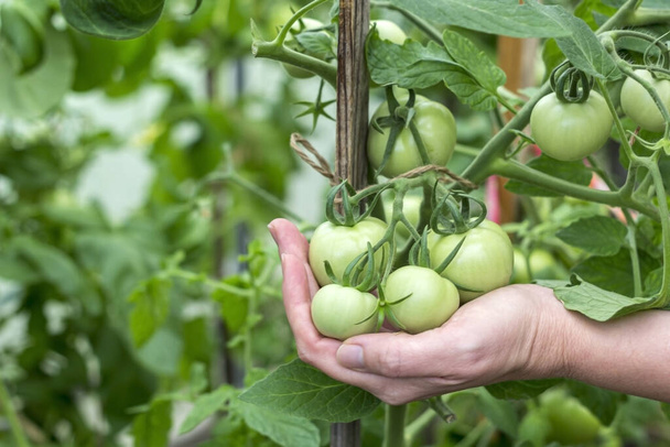 Homegrown, gardening and agriculture consept. Female hand hold a bunch of organic unripe green tomato in a greenhouse. Natural vegetable organic food production.  - Foto, Imagen