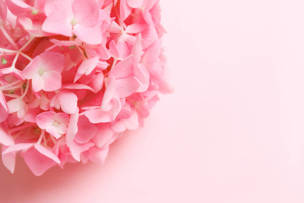 Pink, coral flower. Place for inscription. Natural minimalistic background - Zdjęcie, obraz