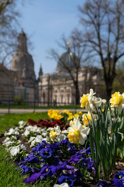 Spring vibes in Dresden, church of our lady,  saxony, germany - Zdjęcie, obraz