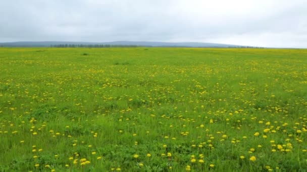 Dandelion prado verano día vista
 - Metraje, vídeo