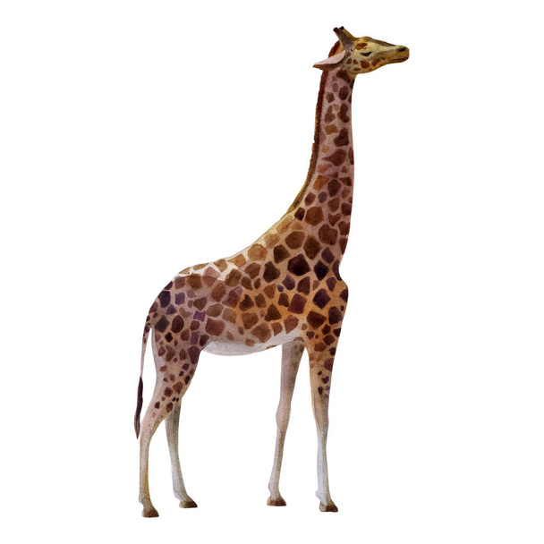 Watercolor illustration giraffe standing on the side. - Foto, immagini