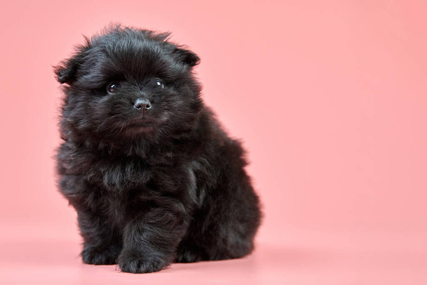 ポメラニアン・スピッツの子犬、コピースペース。ピンクの背景にかわいいふわふわの黒いスピッツ犬。家族に優しい小型ドワーフスピッツポム犬. - 写真・画像
