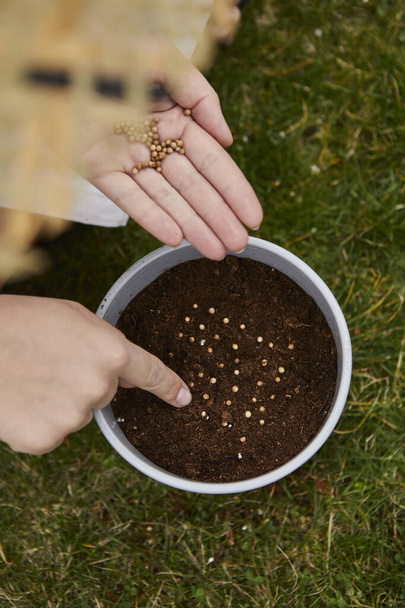 woman sows herbs in a pot. the model sits on the grass, has seeds on her hand and arranges them in a pot. she has a straw hat on his head. - Photo, Image