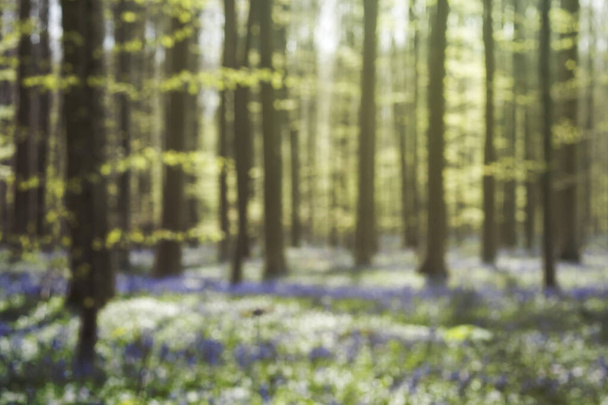 artistic defocused image of a  forest in springtime, nature bokeh background - Фото, зображення