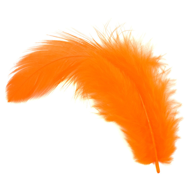 Orange feather - Foto, Imagen