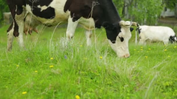 Herd of cows grazing on meadow - Footage, Video