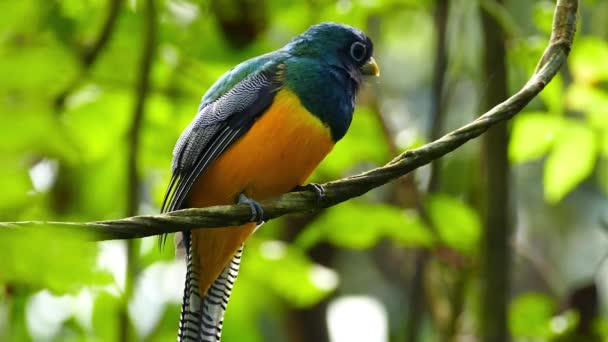Stunning colorful bird in Panama jungle flies away after resting - HD - Záběry, video
