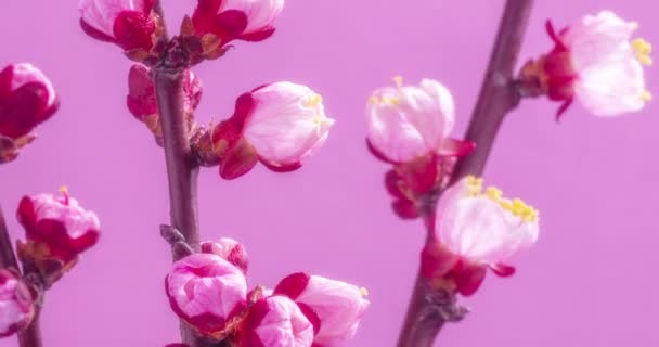 Tavaszi virágok. Sárgabarack virágok egy sárgabarack ág virágzik rózsaszín alapon. - Felvétel, videó