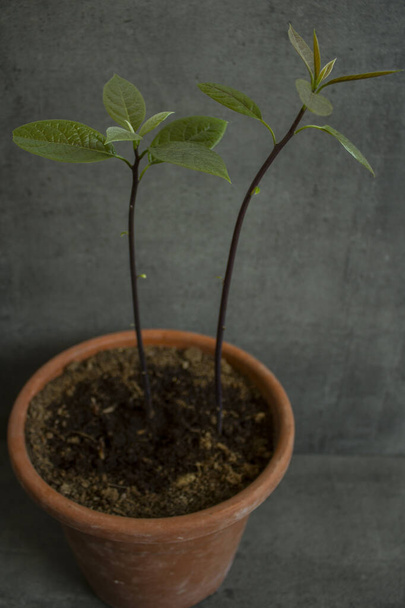 Un giovane albero di avocado nel vaso. Home foto giardinaggio. Piante in crescita
.  - Foto, immagini