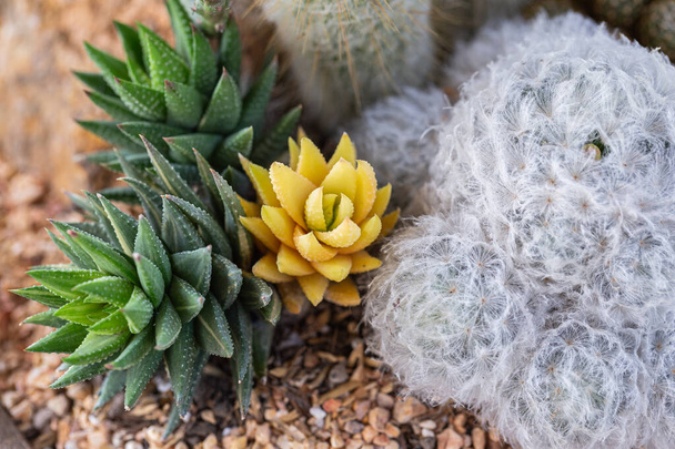 Succulents or cactus in desert botanical garden for decoration and agriculture design. - Photo, Image