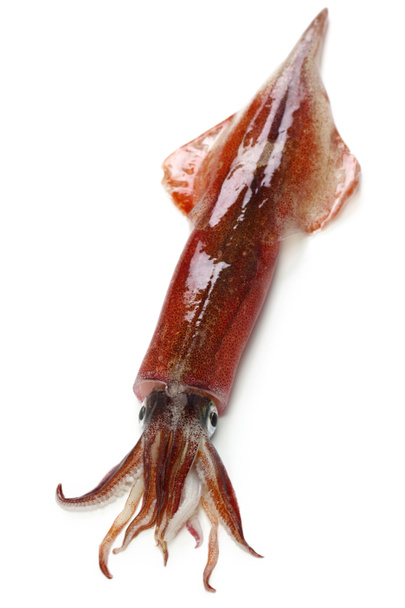 yari-ika, Japanse speer inktvis geïsoleerd op witte achtergrond - Foto, afbeelding