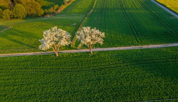 Vista aérea de la floración primaveral Árboles frutales en campos de agricultura verde brillante Remagen Alemania
 - Foto, imagen