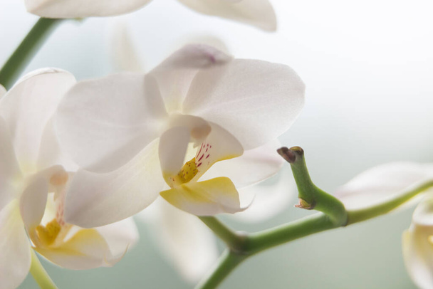 Macro foto de orquídea blanca. Falaenopsis - Foto, Imagen